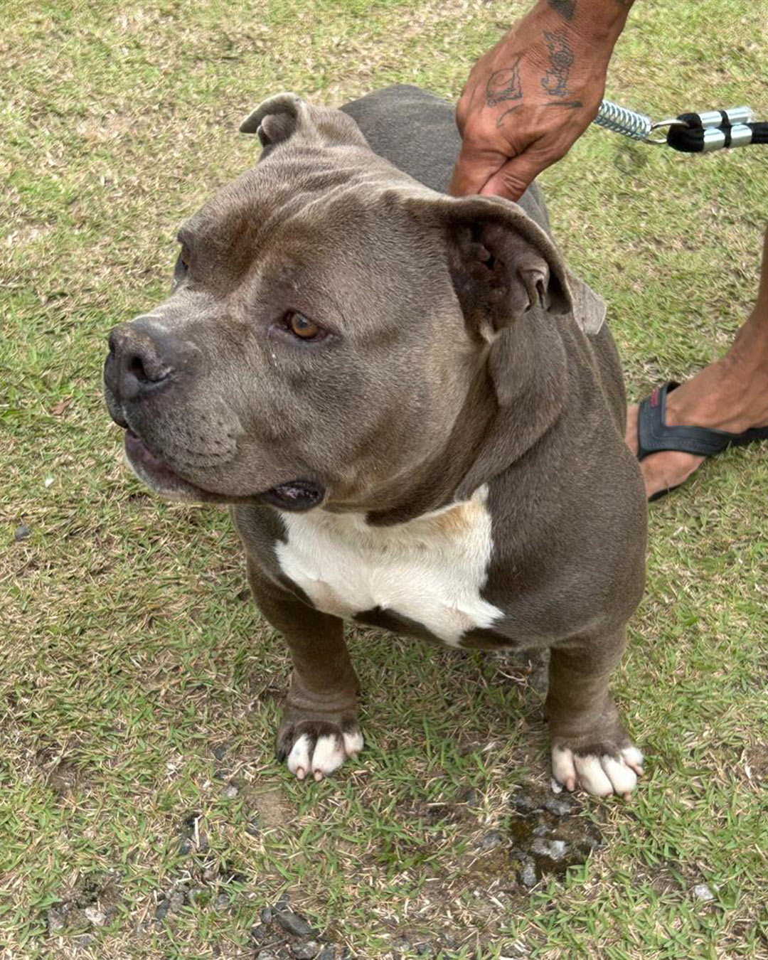 American bully